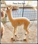 alpaca for sale