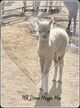 alpaca for sale