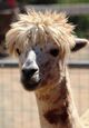 alpaca for sale