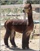 alpaca for sale