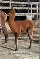 alpaca for sale