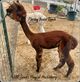 alpaca for sale