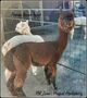 alpaca for sale