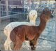 alpaca for sale