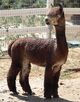 alpaca for sale