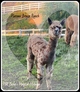 alpaca for sale