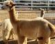 alpaca for sale