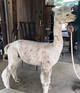 alpaca for sale