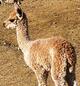 alpaca for sale