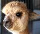 alpaca for sale