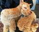 alpaca for sale