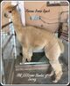 alpaca for sale