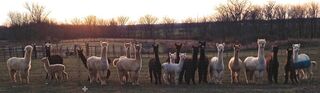 The Alpaca Green Family