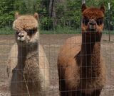 alpaca for sale