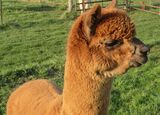 alpaca for sale