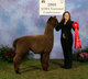 Bred to Snowmass Artic Storm for 2011 cria