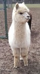 2012 1st cria Stella