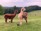 alpaca for sale