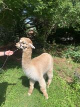 alpaca for sale