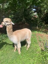 alpaca for sale