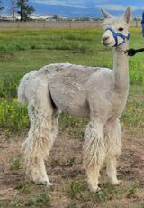 alpaca for sale