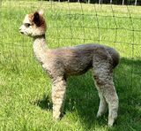 alpaca for sale