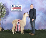 alpaca for sale