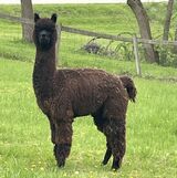 alpaca for sale