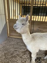 alpaca for sale