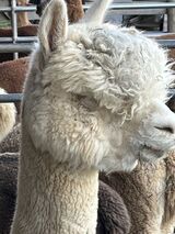 alpaca for sale