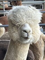 alpaca for sale