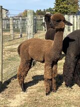 alpaca for sale