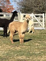 alpaca for sale