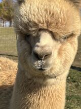 alpaca for sale