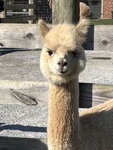 alpaca for sale