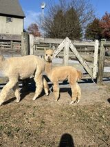 alpaca for sale