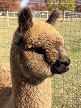 alpaca for sale