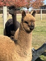 alpaca for sale