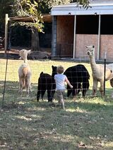 alpaca for sale