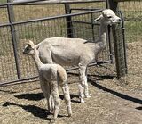 alpaca for sale