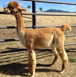 alpaca for sale