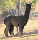 alpaca for sale