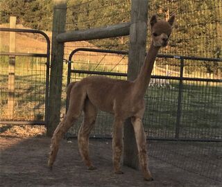 alpaca for sale