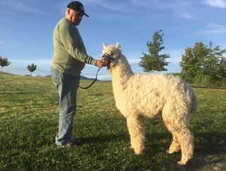 alpaca for sale