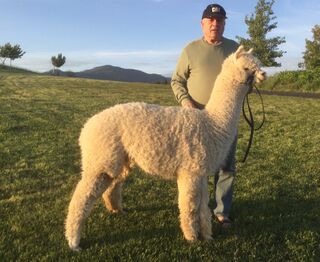 alpaca for sale