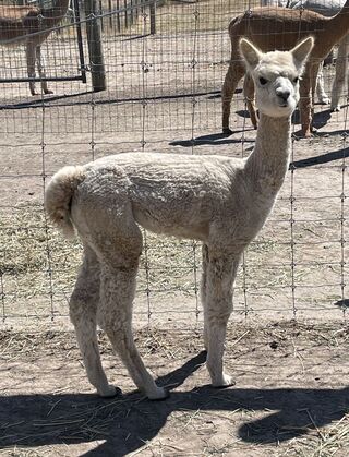 alpaca for sale