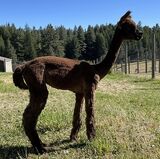 alpaca for sale