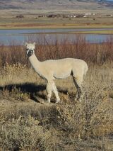 alpaca for sale