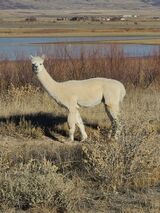 alpaca for sale