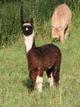 2008 Female Cria